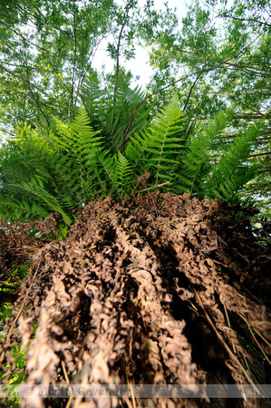 Mannetjesvaren; Male Fern; Dryopteris filix-mas;