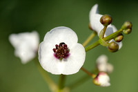 Pijlkruid - Arrowhead - Sagittaria sagittifolia