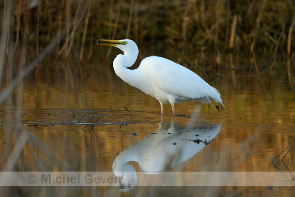 Grote Zilverreiger; Great White Egret; Ardea alba;