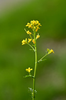 Vroeg Barbarakruid; Land cress; Barbarea verna