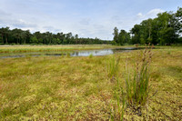 Canadese rus; Canadian rush; Juncus canadensis