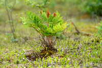 Koningsvaren; Royal Fern; Osmunda regalia