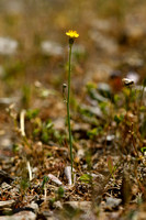 Glad biggenkruid; Smooth catÕs-Ear; Hypochaeris glabra