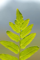 Koningsvaren; Royal Fern; Osmunda regalia