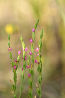 Schenkia spicata