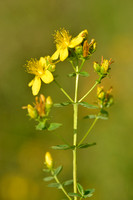 Frans hertshooi; Hypericum x desetangsii