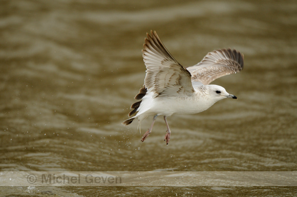 Stormmeeuw; Common Gull; Larus canus;