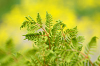 Koningsvaren; Royal Fern; Osmunda regalis