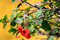 Kanarie; Atlantic Canary; Serinus canaria