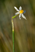 Bunch-flowered Daffodil; Narcissus tazetta