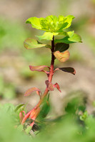 Kroontjeskruid - Sun Spurge - Euphorbia helioscopia