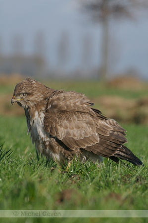 Buizerd; Buteo buteo; Buzzard