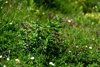 Zijdeplantgentiaan; Willow Gentian; Gentiana asclepiadea