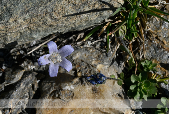 Campanula cenisia