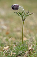 Mountain Pasque Flower; Pulsatilla montana