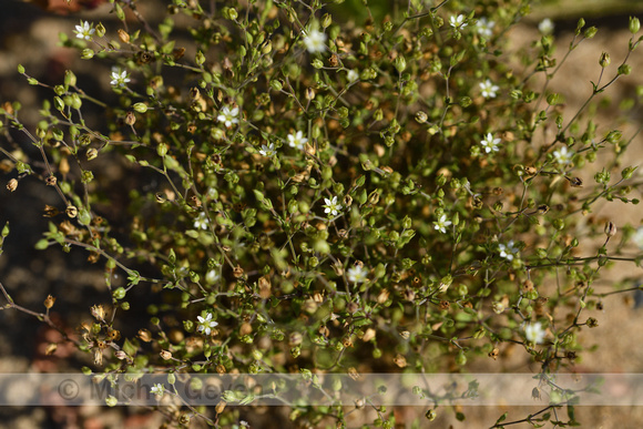 Gewone Zandmuur; Thyme-leaved Sandwort; Arenaria serpyllifolia