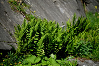 Dryopteris villarii