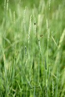 Veldkweek; Elymus campestris; subsp. campestris