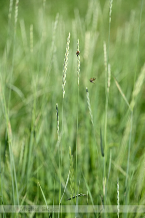 Veldkweek; Elymus campestris; subsp. campestris