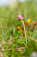 Alpen Rozenkransje - Alpine everlasting - Antennaria alpina