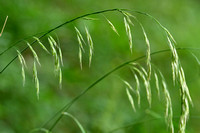 Ruwe Dravik; Hairy Brome; Bromopsis ramosa subsp. ramosa