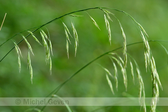 Ruwe Dravik; Hairy Brome; Bromopsis ramosa subsp. ramosa