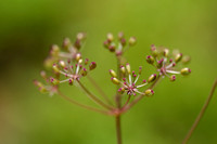 Kranskarwij;  Whorled Caraway; Carum verticillatum