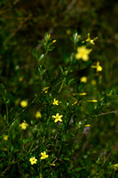 Jasminum fruticans