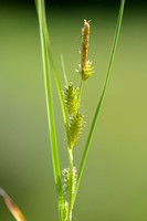Stippelzegge; Dotted Sedge; Carex punctata