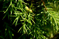 Jeneverbes; Common Juniper; Juniperus communis