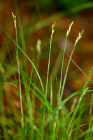 Trilgraszegge; Quaking Grass-sedge; Carex brizoides