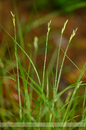 Trilgraszegge; Quaking Grass-sedge; Carex brizoides