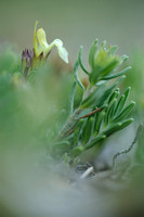 Berggamander; Mountain Germander; Teucrium montanum;