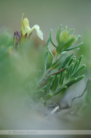 Berggamander; Mountain Germander; Teucrium montanum;