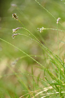 Blauwgras; Blue Moor Grass; Sesleria albicans