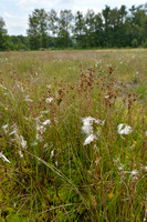 Canadese rus; Canadian rush; Juncus canadensis