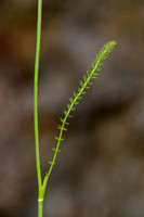 Kranskarwij;  Whorled Caraway; Carum verticillatum