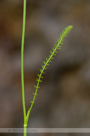 Kranskarwij;  Whorled Caraway; Carum verticillatum