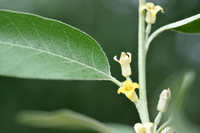 Smalle Olijfwilg; Oleaster; Elaeagnus angustifolia;