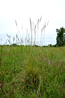 Beemdhaver; Meadow Oat-grass; Helictochloa pratensis