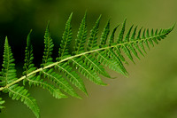 Dryopteris villarii