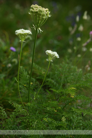 Laserpitium halleri