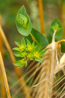 Doorwas; Thorowax; Bupleurum rotundifolium;