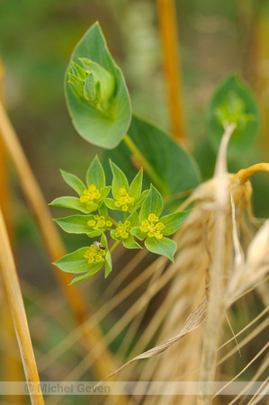 Doorwas; Thorowax; Bupleurum rotundifolium;