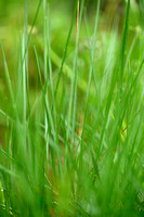 Beemdhaver; Meadow Oat-grass; Helictochloa pratensis