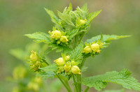 Voorjaarshelmkruid - Yellow Figwort - Scrophularia vernalis