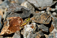 Noordelijke bergsprinkhaan; High Mountain grasshopper; Melanoplu