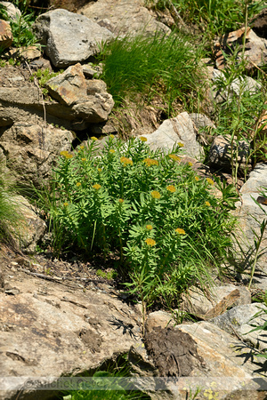 Rozewortel; Rosewort; Rhodiola rosea