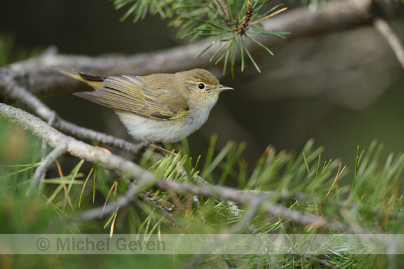 Bergfluiter; Bonelli's Warbler; Phuloscopus bonelli