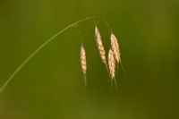 Rappige dravik; Corn Brome; Bromus squarrosus